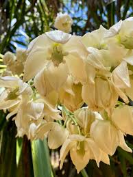 Image result for Erythrina sacleuxii