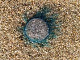 Blue Button Jelly Fish Blue Button Jellyfish Blue