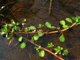Image result for Ludwigia adscendens