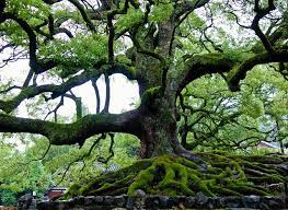Kusunoki Camphor Tree Outside Shoren In Temple Kyoto Weird Trees Beautiful Tree Tree