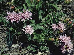 Image result for Fuirena obcordata