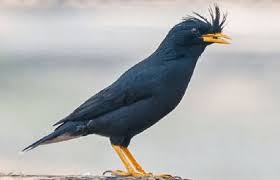 Khas nya burung ini sangat ketara saat kita para kicau mania mulai mendengarkan merdunya kicauan jalak kebo. 92 Gambar Burung Jalak Paling Keren Gambar Pixabay