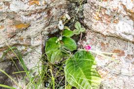 Image result for Corycium dracomontanum