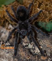 Image result for Digitaria pulchra