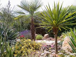 Mediterrane pflanzen für haus und garten: Mallorca Meets Dresden Merloy