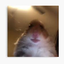Hamster looking at camera 10 hours | meme , #hamstermeme #meme. Staring Hamster Meme Canvas Prints Redbubble