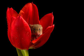Adorable picture of a mouse sleeping in a flower Your Eyes Aren T Playing Tricks This Photographer Captured Real Harvest Mice In Tulips Techeblog