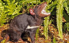 Es un depredador con grandes dientes capaz de recorrer largas distancias en busca de sus víctimas. Demonio De Tasmania Caracteristicas Bioenciclopedia