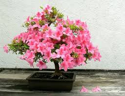 Bonsai Azalea Bonsai Tree Bonsai Flower Indoor Bonsai Tree