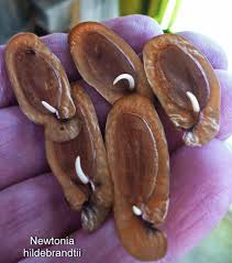 Image result for Pavetta gerstneri