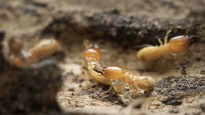 Pest control comes in all sorts of varieties, and the way in which you can clean depends on the type. 4 Reasons Why Rain Won T Affect Pest Control Treatment All Bugs