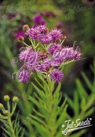 Image result for Vernonia undulata