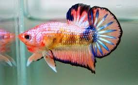 The wonderful thing about betta fish, is that you can create many different types and colors of betta, simply by cross breeding two different characteristics. Types Of Betta Fish Updated List 2020 Inland Aquatics
