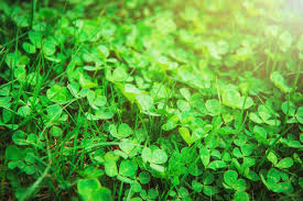 See full list on bobvila.com Removing Clover From Your Lawn Thriftyfun