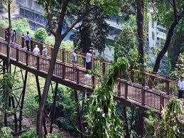 elevated forest trail ...