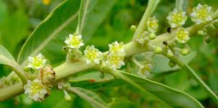 Image result for Clutia hirsuta