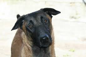 Collection by rick haupt • last updated 12 weeks ago. Is The Belgian Malinois A Good Family Dog Your Dog Advisor