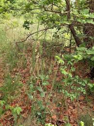 Image result for Turritis