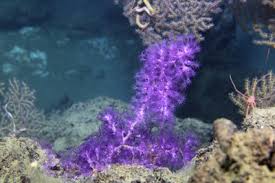 We did not find results for: Purple Soft Coral By Tamara Frank
