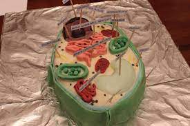 Check spelling or type a new query. Last Year I Made A Plant Cell Cake For My Biology Class Who Wants A Slice Plant Cell Cake Plant Cell Cake