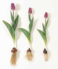 Did you scroll all this way to get facts about tulip like flowers? Fall Planted Flower Bulbs Why Size And Quality Matter Longfield Gardens