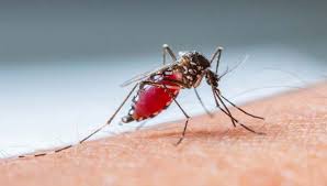 Resultado de imagem para mosquito da dengue