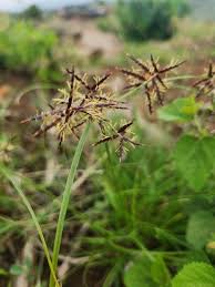 Image result for Cyperus amauropus
