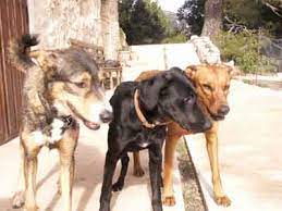 28 Reasons Why Owning Three Dogs Is Better Than Two The Three Dog Blog