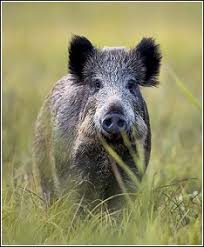 Here in florida, we call the dance that most unprepared northerners do the smackerena. summers are the worst, particularly if you decide to visit the everglades. Wild Hogs