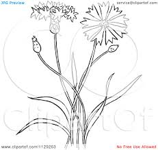 Http Images Clipartof Com Cartoon Clipart Of An Outlined Outlined Bachelors Buttons Flower Plant Black And Cartoon Flowers Bachelor Button Flowers Flower Art
