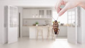 Find pest control companies qualified and trusted by the british pest control association using the bpca find a pest controller search. Burbank Exterminator Pest Control Mills Pest Management