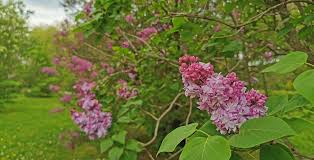 Pick your own flowers ontario. 10 Amazing Places To Find Flowers In Ontario From Gardens To Trails