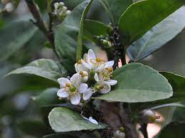 Native to asia, it grows well in the southern regions of the united states such as florida and southern california. Ufei Selectree A Tree Selection Guide