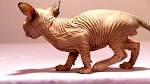 Sphynx / Hairless Cat Cat Breed Profile | Petfinder