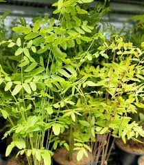 Image result for Osmunda regalis