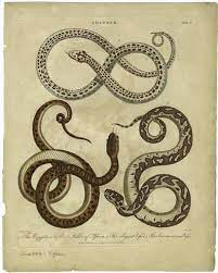 The Egyptian Viper Or Adder Of Africa The Elegant Viper The Severus Or Cruel Viper Id 807694 Snake Tattoo Design Snake Tattoo Snake Illustration