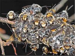 Image result for Lipotriche