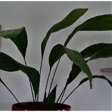 Image result for Kořenokvětka Aspidistra