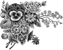 Free Vintage Image Flower Garden Seeds Magazine Advertisement Free Clip Art Clip Art Vintage Black And White Flowers