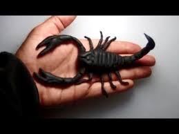 How To Make A Scorpion From Play Doh Scorpion Play Doh Cake Topper Tutorial