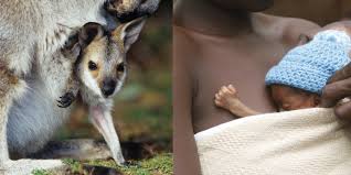 Jun 24, 2014 · obviously, a kangaroo of this size would not be able to survive the harsh conditions of the outback, or really even a trip to the mall, so the mother guides her young by licking a path from cloaca. Kangaroo Mother Care Providing The Right Care At The Right Time In The Right Place For Babies Born Too Soon Lshtm