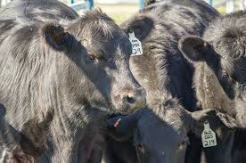 Top 10 Progressive Cattleman online stories of 2018