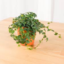 Image result for Ficus pumila