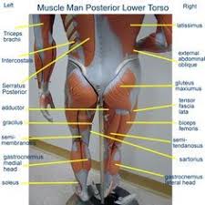 The peroneal muscles are a group of two muscles at the lower leg. Abdomen Muscle Model Labeled Google Search Human Anatomy And Physiology Muscle Anatomy Body Anatomy