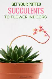 Maybe you would like to learn more about one of these? How To Get Your Indoor Succulents To Flower