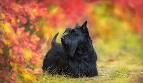 Image result for skotský teriér