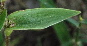 Image result for Cyanotis foecunda