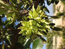 Image result for Fuirena bullifera