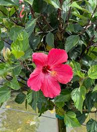 Image result for Hibiscus fuscus