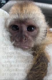 Gorgeous capuchin